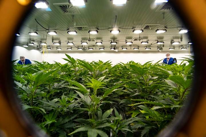 A view of Flowr Corporation’s grow operations in Kelowna. On Wednesday, it becomes legal to consume cannabis in Canada.