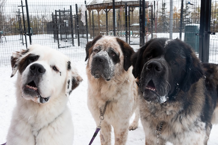 Gasket, Gunther and Goliath are a trio of Saint Bernard dogs who the Edmonton Humane Society is working to get adopted together.