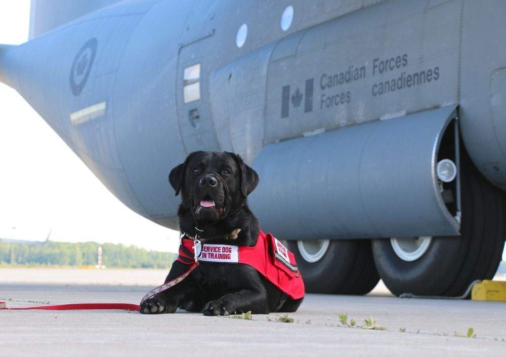 Herc, a service dog at the Trenton Military Family Resource Centre, requires surgery.