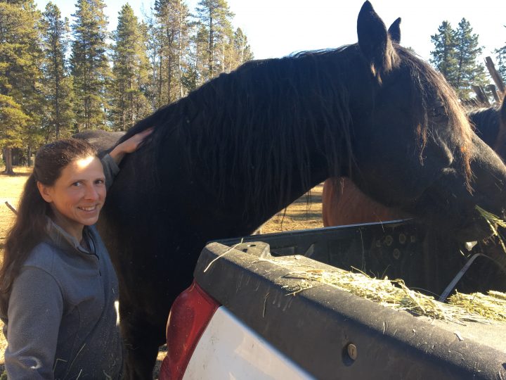 “The auction was heartbreaking when you go there and you see people can’t keep their horses,” said Dr. Sandie Hucal, founder of Free Spirit Sanctuary.