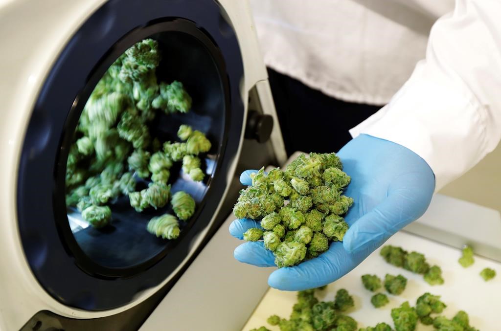 On Wednesday, Oct. 17, 2018, Canada will become the largest country in the world to legalize recreational marijuana, making it more-easily available in seven more NHL cities in addition to Denver, where it‚Äôs been legal since 2012. (AP Photo/Ted S. Warren, File).