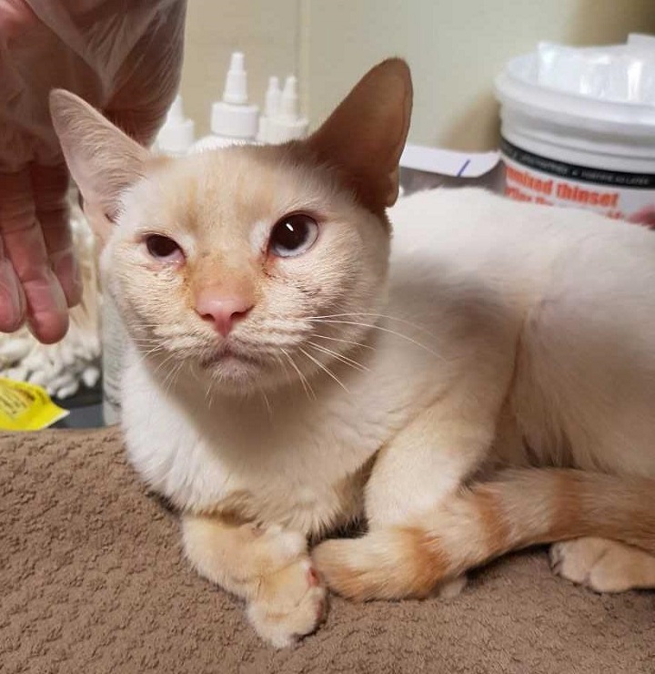 One of the cats that was recently surrendered
