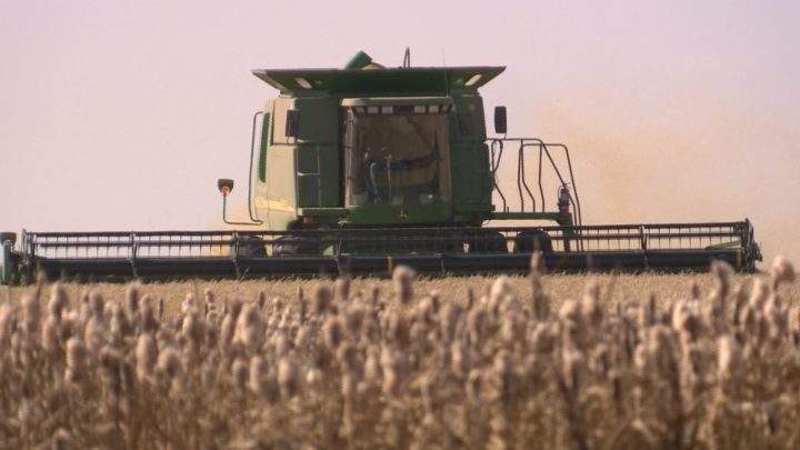Operations slowed considerably in Saskatchewan over the last couple of weeks as wet and cool conditions hampered harvest efforts.