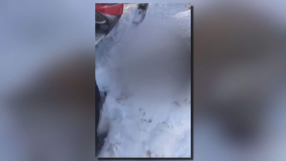 Grande Prairie RCMP are investigating after a video shared online appears to show the inhumane death of a coyote.