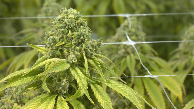 The results of the Ontario cannabis licence lottery have been announced.