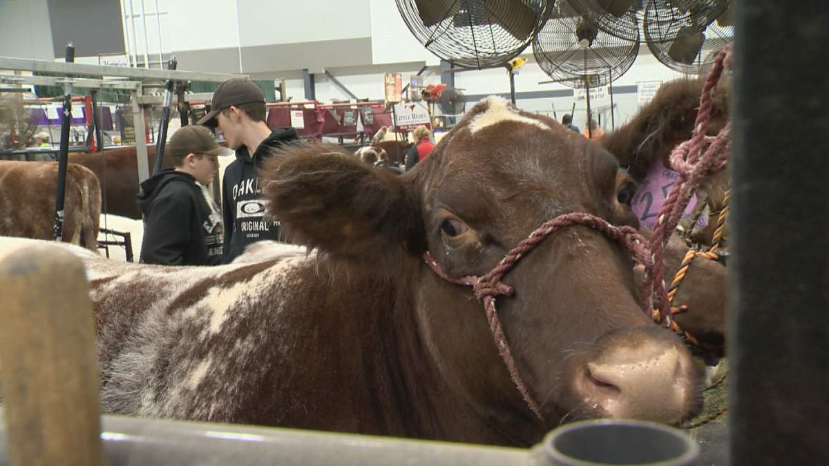 Despite uncertainty caused by the coronavirus pandemic, Canadian Western Agribition organizers are preparing for its 50th show in November.