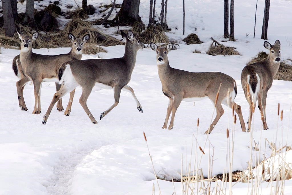The MNRF are investigating the shooting of deer on private property in Hastings County.