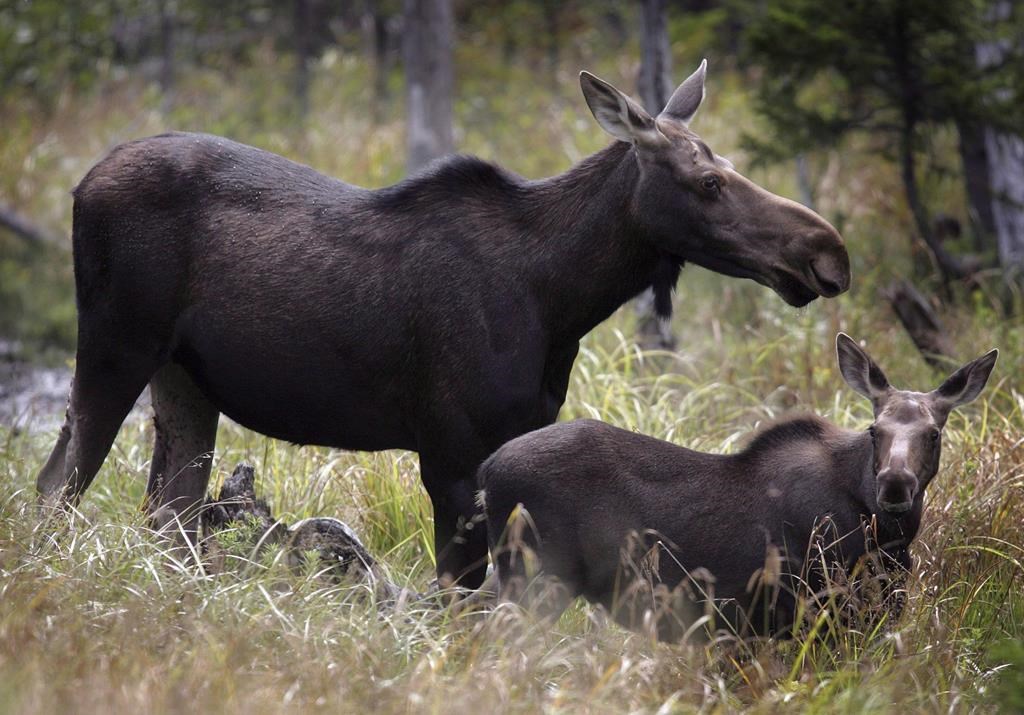 Moose graze in Franconia, N.H. in an Aug.21, 2010 file photo.