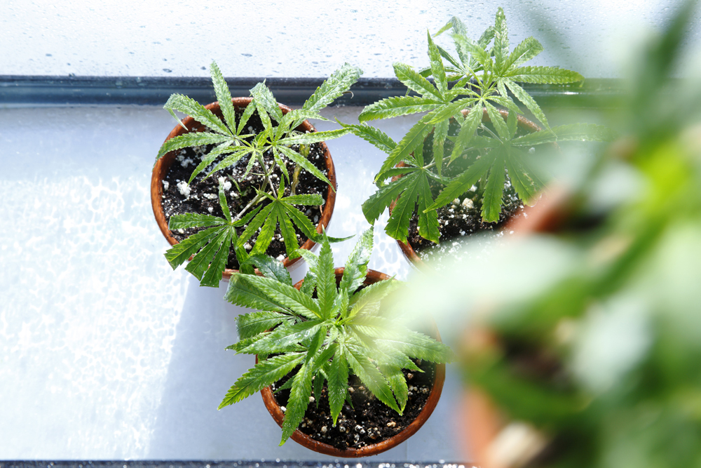 The City of Hamilton is amending its nuisance bylaw as a result of large-scale personal grow operations in the area.