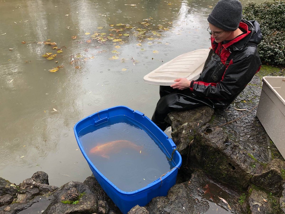 One koi has been rescued from the pond and transferred to the Vancouver Aquarium for safekeeping.