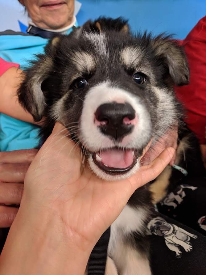 Mist is looking for her forever home.