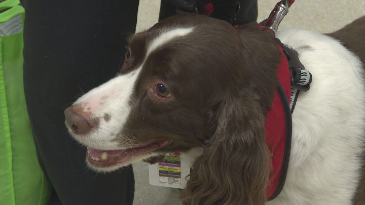 Murphy, the six-year-old English springer spaniel.