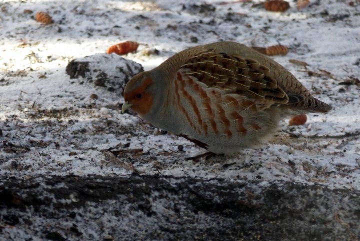 A grey partridge stops in for a quick treat of seeds that fell from a bird feeder.