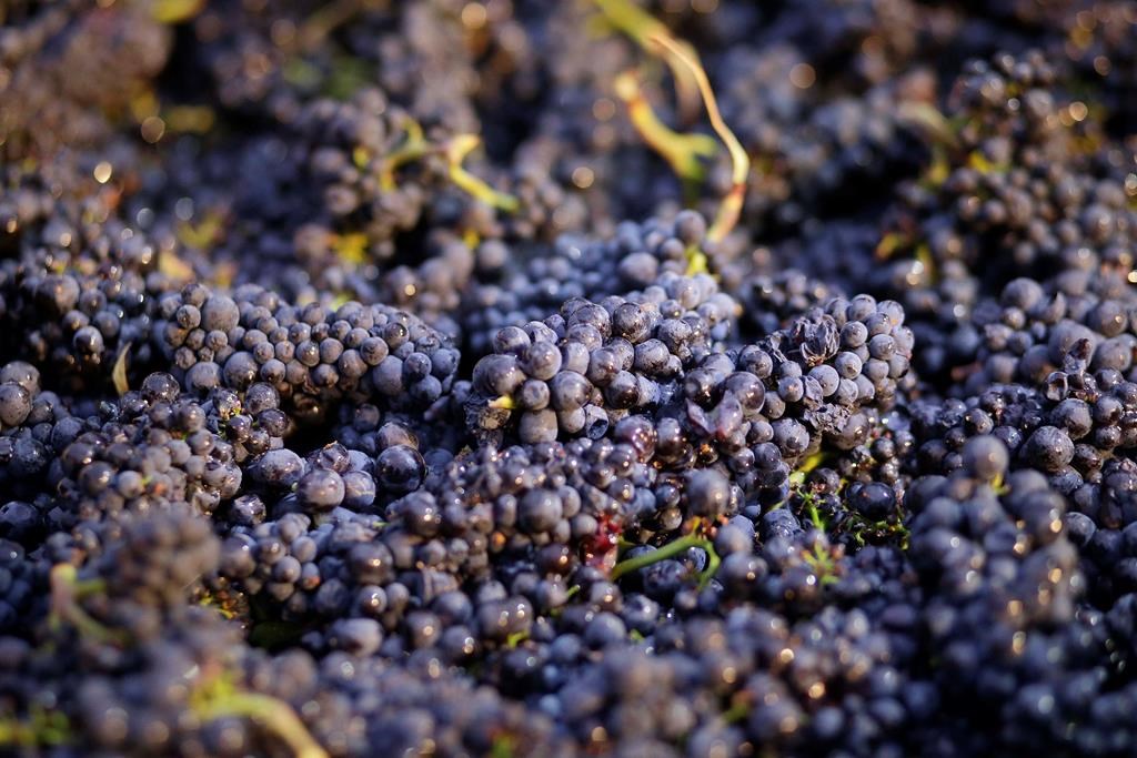 Napa
