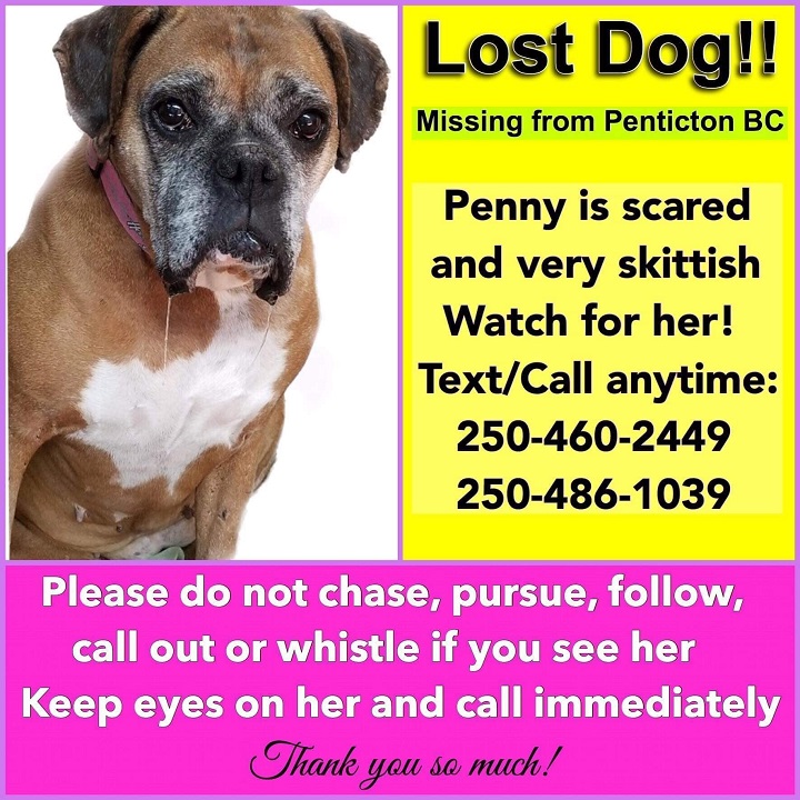 Lost dog in Penticton: Have you seen Penny? - image