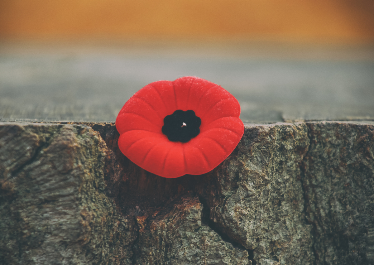 A poppy pinned into the edge of a tree stump.