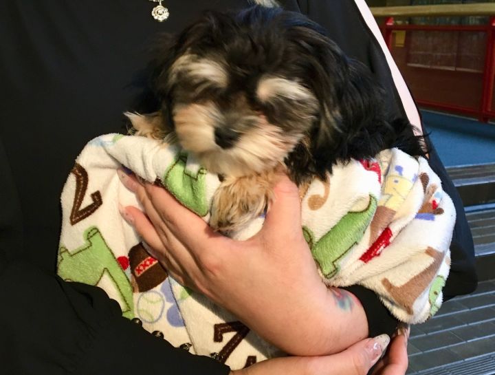 Three days after police asked for tips in connection with the theft of a dog from a north Edmonton home, Milo the puppy has been returned to his owners.