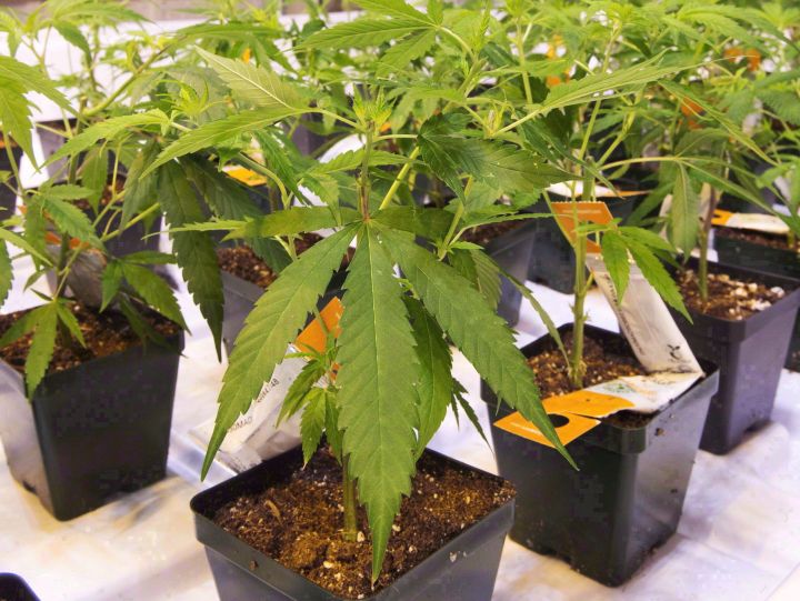 Cannabis seedlings are shown at an Aurora Cannabis facility, Friday, November 24, 2017 in Montreal. Aurora Cannabis is striking a distribution deal to supply medical pot to Mexico. 