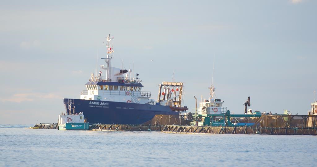 The Sadie Jane is seen at Seeley's Cove, N.B. in this undated handout photo.