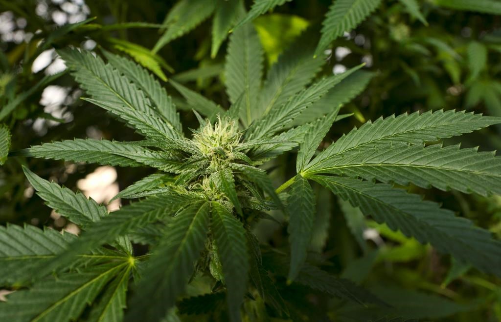 Cronos Group confirmed is in business with Marlboro maker Altria.