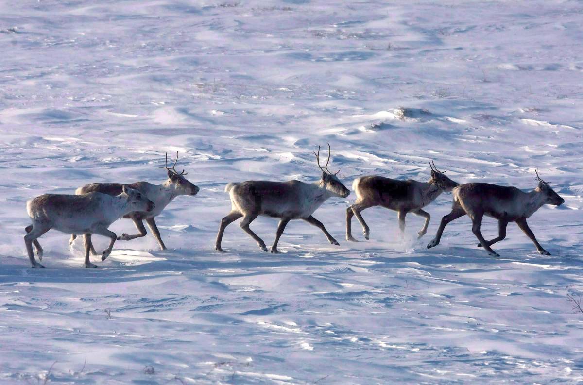 Wild caribou roam the tundra in Nunavut on March 25, 2009. 

