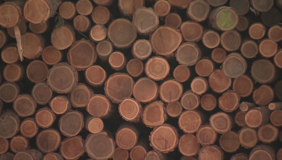 Investment, innovation key to future of Nova Scotia’s forestry sector: mill exec - image