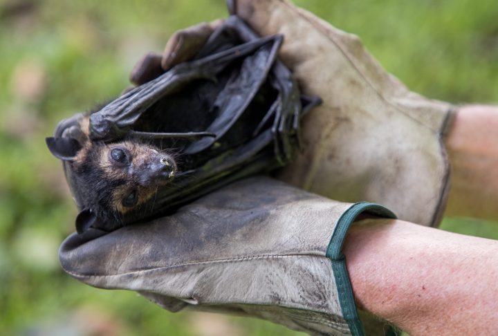 Far North Queensland Wildlife Rescue flying fox coordinator Vicki Shephard holds a perished spectacled flying-fox that dropped from an inner-city colony during a heatwave in Cairns, Queensland, Australia, 27 November 2018.