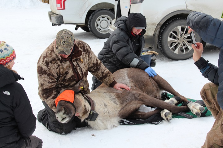 The provincial government says biologists captured three endangered caribou in B.C.’s southeast region and relocated them to Revelstoke.