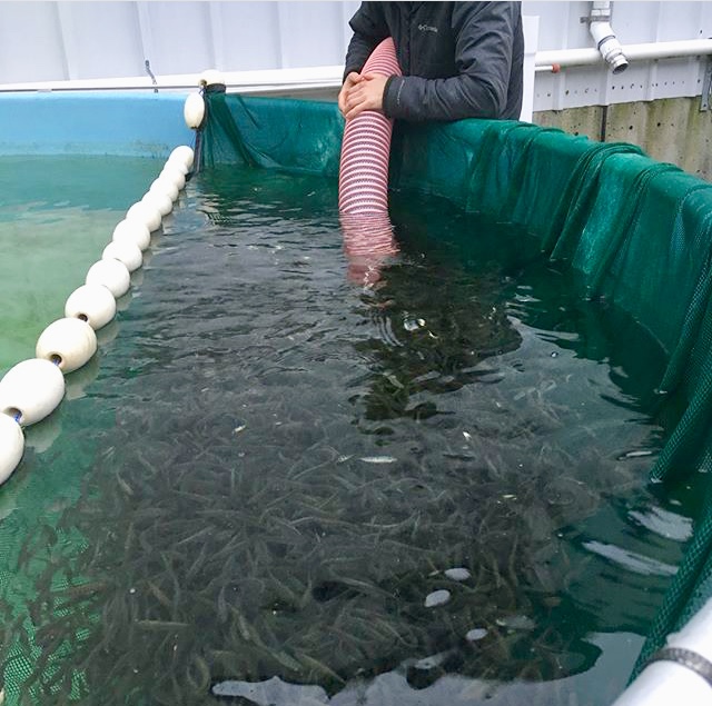 Staff transferring healthy salmon from a hatchery tank in Spring, 2018.
