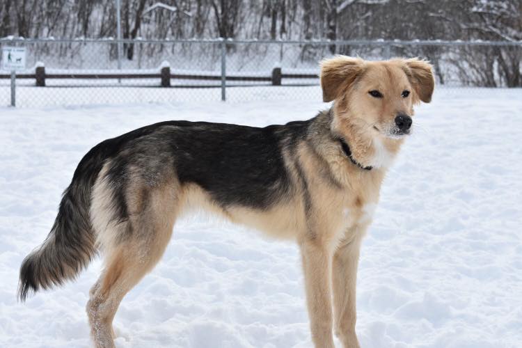 Leo the dog escaped a pen at a Kingston kennel on New Year's Eve. His two owners have been searching tirelessly for days to get him back.