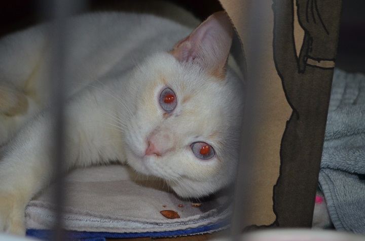 The B.C. SPCA gave no timeline as to when these cats will be available for adoption. The SPCA said the cats will have to go through rehabilitation before they can be put up for adoption.
