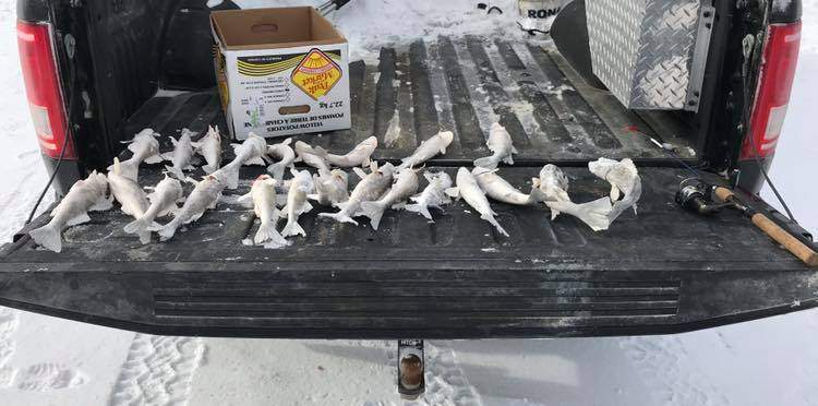 Fish in the back of the man’s truck.