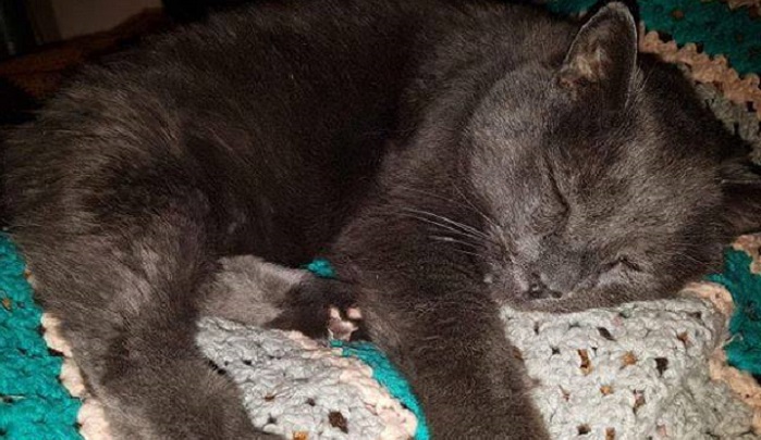 For five years, Yuki was a staple at the Brandt Centre before moving in with Regina Exhibition Association employee Gordon Clarke in May 2018. Yuki passed away on Feb. 22.