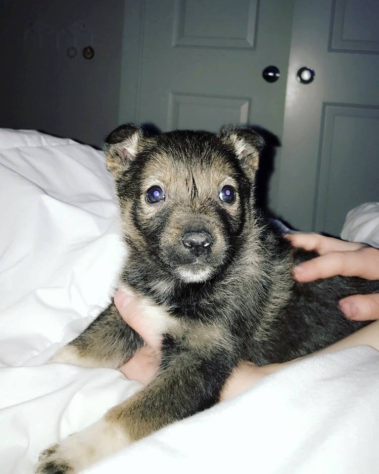 Oliver is healthy despite his ordeal.