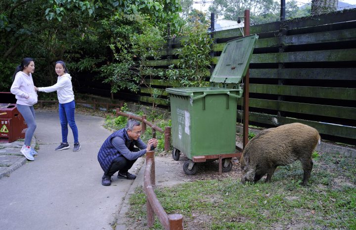 In this Jan. 13, 2019, photo, a wild boar scavenges for food while local residents watch at a Country Park in Hong Kong.