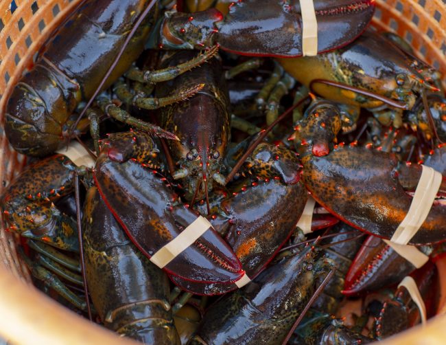 Banded lobsters are seen in a catch basket off the coast of Kennebunk, Maine, June 27, 2018.