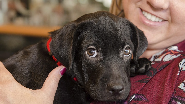 CNIB is looking for volunteers to help raise their puppies into guide dogs for the visually impaired. 
