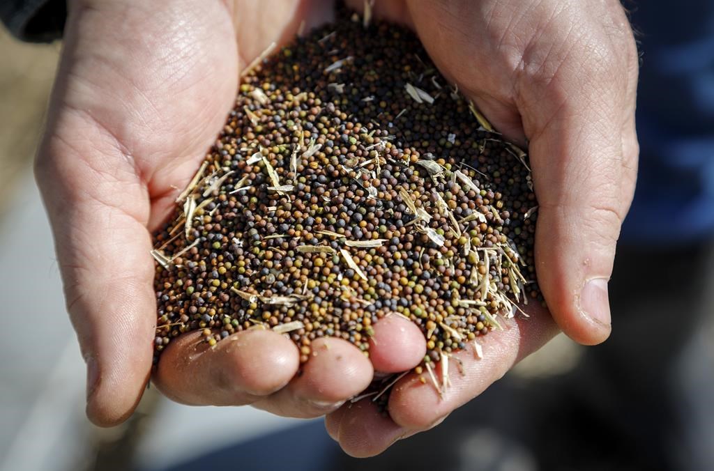 Canola growers worry they won't be able to sell their crops as the dispute continues.
