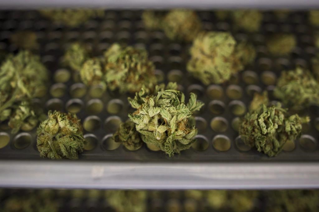 Cannabis buds lay along a drying rack at the CannTrust Niagara Greenhouse Facility in Fenwick, Ont., on June 26, 2018.