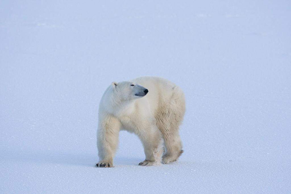 A polar bear walks along the cold blue ice in Wapusk National Park on the shore of Hudson Bay near Churchill, Man. in this file photo.