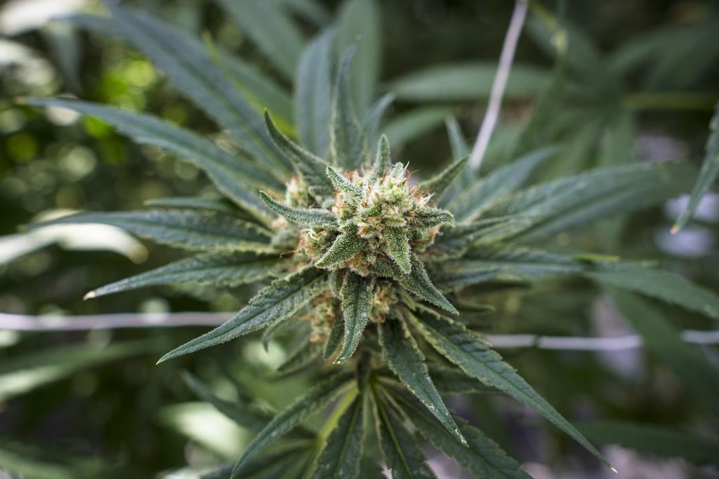 File - Nova Scotia RCMP have charged three people with drug charges after executing a search warrant at a storefront in Antigonish County.