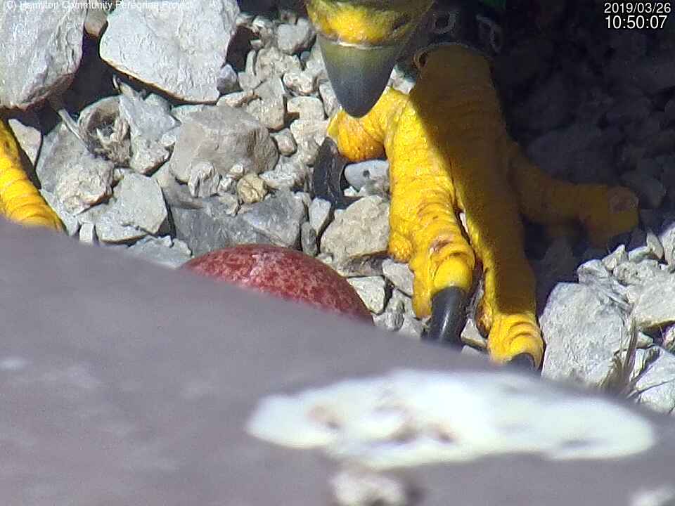 Hamilton Community Peregrine Project says the falcon couple, Lily and Ossie, were spotted mating back on St. Patrick's Day, so more eggs are possible. 