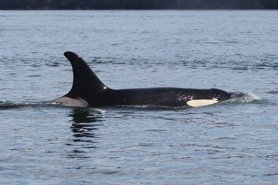 J17 has manifested worrying signs of "peanut head," but researchers say she appears to be in slightly better shape than last December.