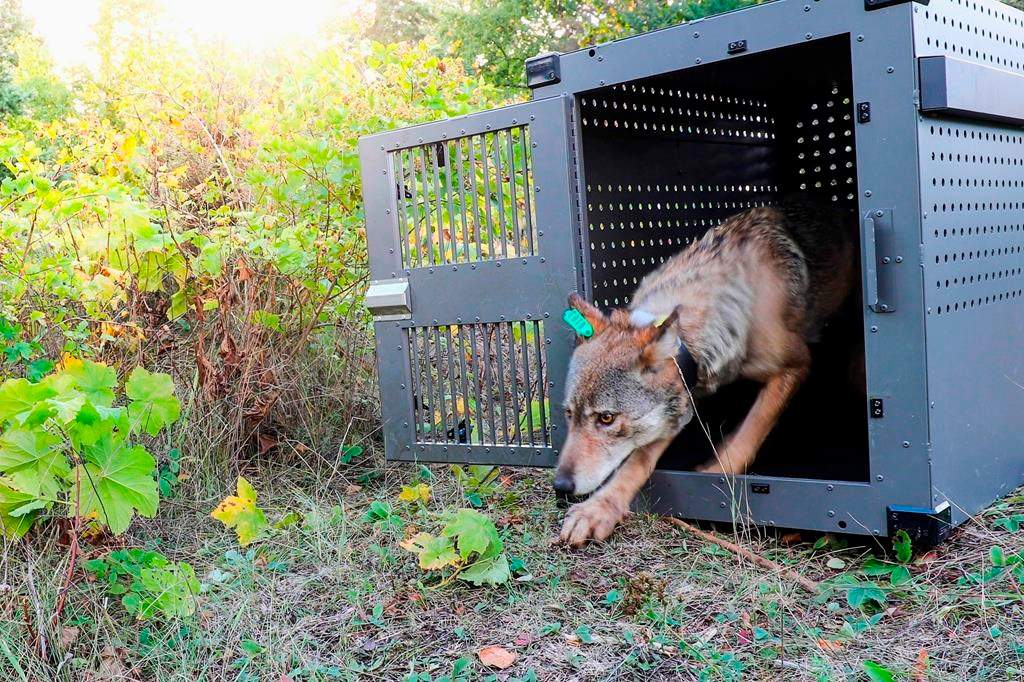 In this Sept. 26, 2018, file photo, provided by the National Park Service, a four-year-old female grey wolf emerges from her cage as she is released at Isle Royale National Park in Michigan.