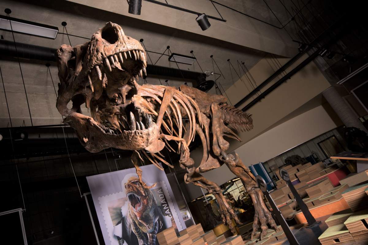 Scotty, nicknamed for a celebratory bottle of scotch the night it was discovered, is the world’s biggest Tyrannosaurus rex.
