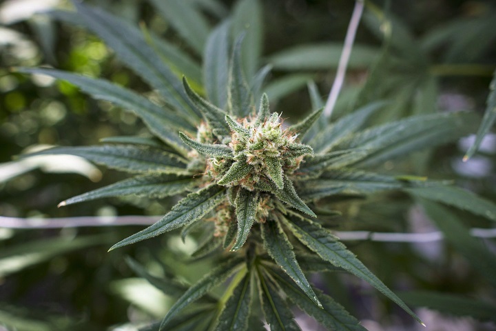 A total of 42 new cannabis retail stores have been authorized by the AGCO.