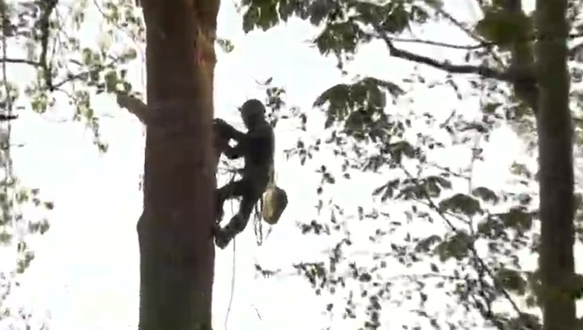 Seventy-one-year-old Terry Christenson is scaling his way up a tree near the Burrard inlet in Burnaby Monday morning to protest the Trans-Mountain pipeline.