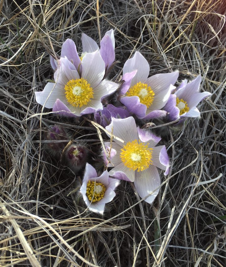 The Your Saskatchewan photo for April 30 was taken by Karen White in Thode.