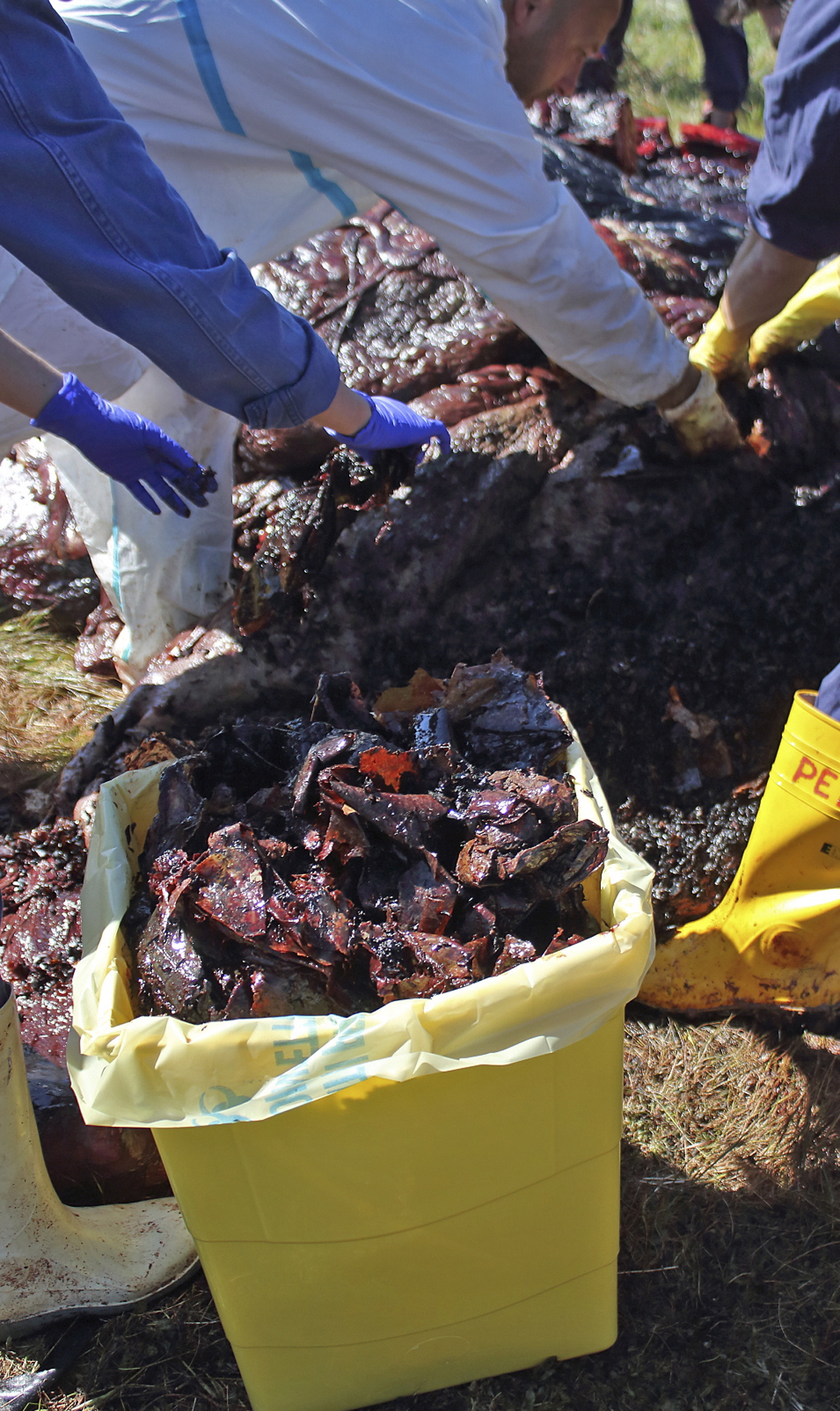 In this photo taken on Saturday, March 30, 2019, provided by SEAME Sardinia Onlus, plastic is recovered from the belly of a whale in Porto Cervo, Sardinia, Italy.