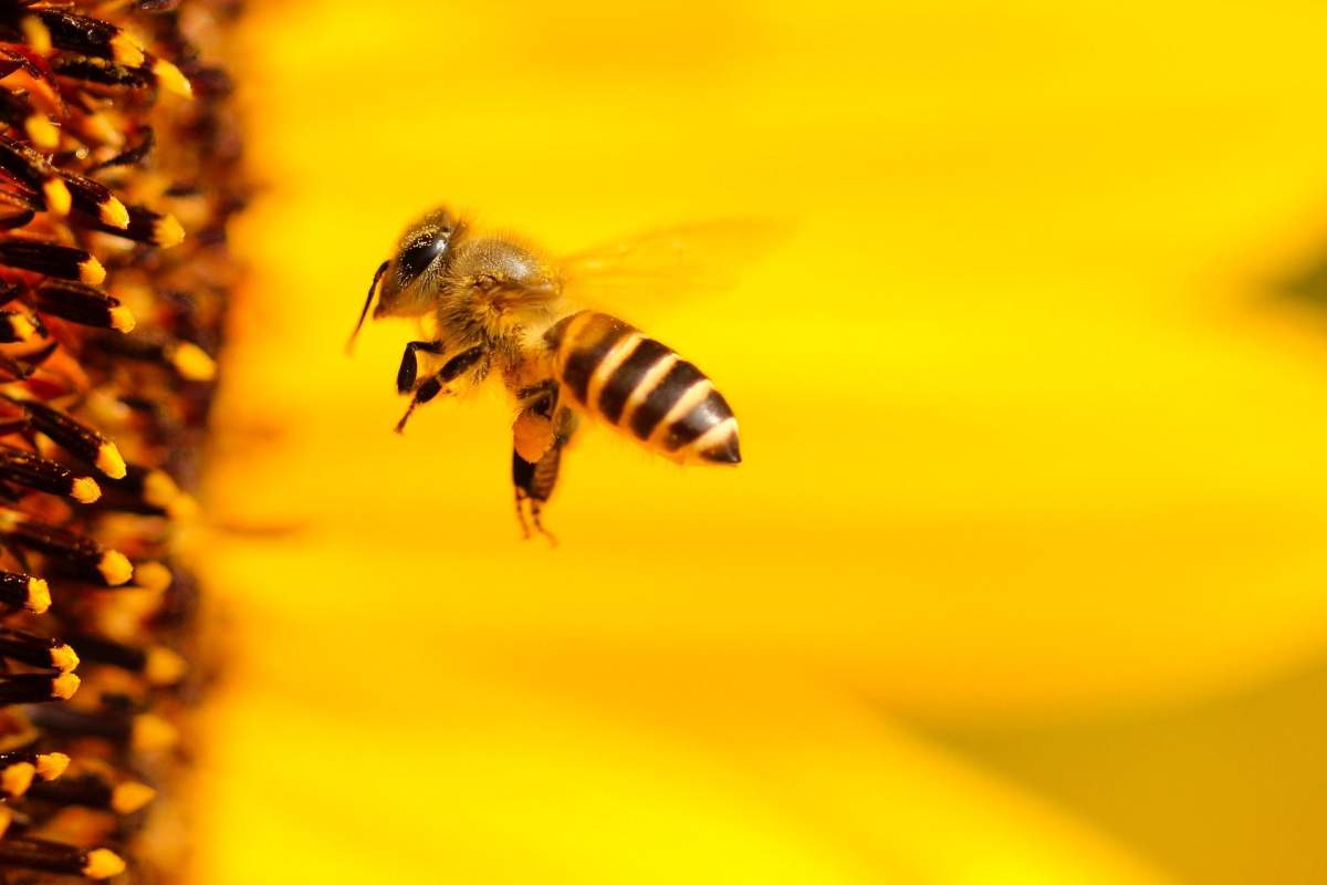 The Pollinator Pathways Project is working with Dundas Place to create one of the largest pollinator pathways in southwestern Ontario.